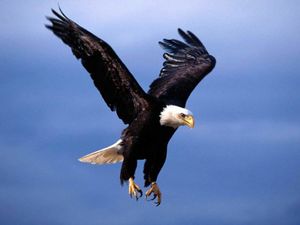 Aguila real.jpg