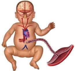 Baby fetus placenta.jpg