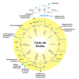 Ciclo Krebs.png
