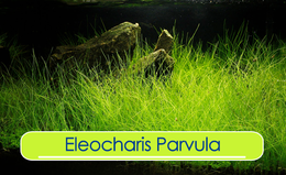 Eleocharis-Parvula.png