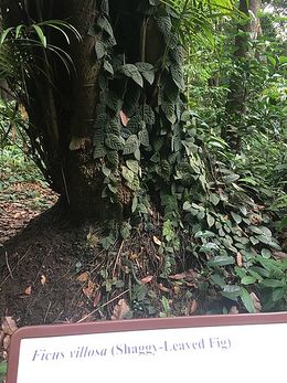Ficus villosa.jpg
