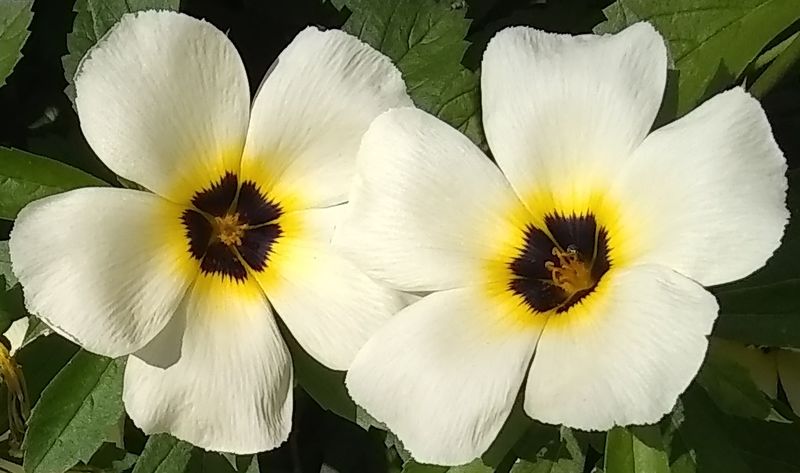 Archivo:Flor turnera.jpg