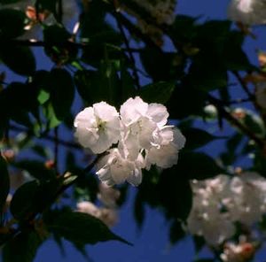 Flores de Malusy Prunus.jpg