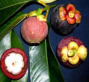 Mangostan.jpg