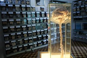 Museo del cerebro.JPG