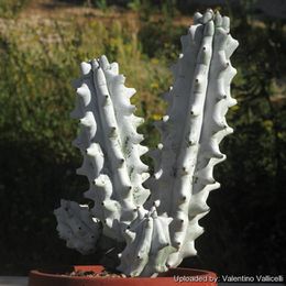 Stenocereus beneckei f. inermis 16576 l.jpg