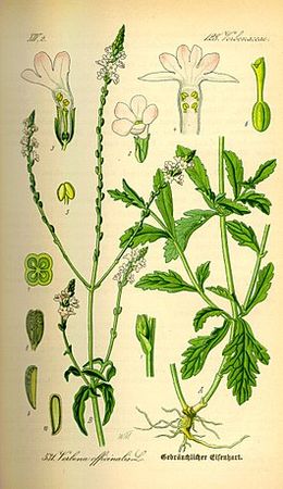 Verbenaceae.jpg
