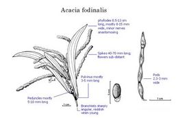 Acacia fodinalis.jpg