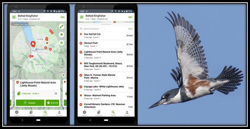 Archivo:AppkEbird 2.jpg