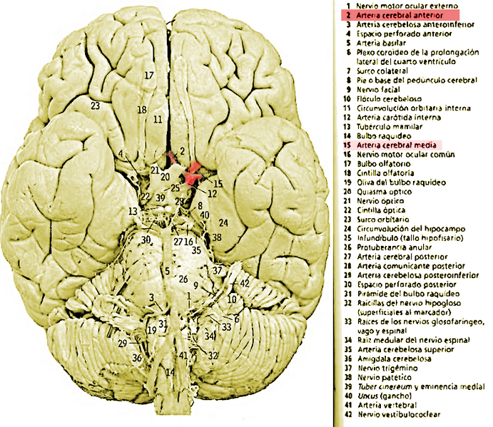 Archivo:Arteria cerebrar media imagen.png
