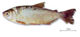 Brycon cephalus.jpg