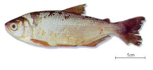 Brycon cephalus.jpg