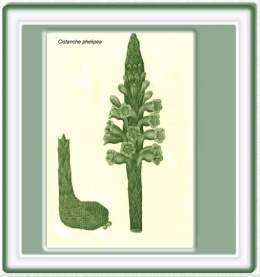 Calderona amarilla (Galphimia glauca ) .jpg