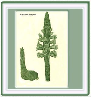 Calderona amarilla (Galphimia glauca ) .jpg