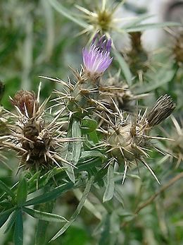 Centaurea bofilliana.jpg