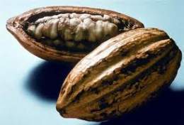 Chinchedelcacao.jpg