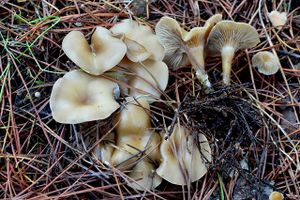 ClitocybeDicolor.jpg