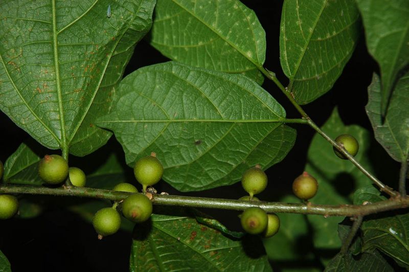 Archivo:Ficus ulmifolia.jpg