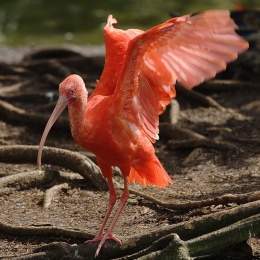 Ibis escarlata P.jpg