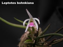 Leptotes-bohnkianum-590.jpg