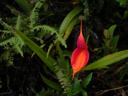 Masdevallia veitchiana.jpeg