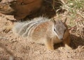 Numbat4.jpeg