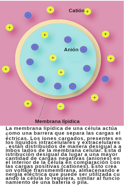 Archivo:Potencial de membrana celular.png