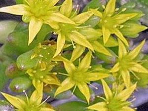 Sedum pachyphyllum..jpg