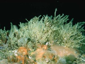 Sertularella rugosa.jpeg