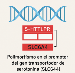 5-HTTLPR.png