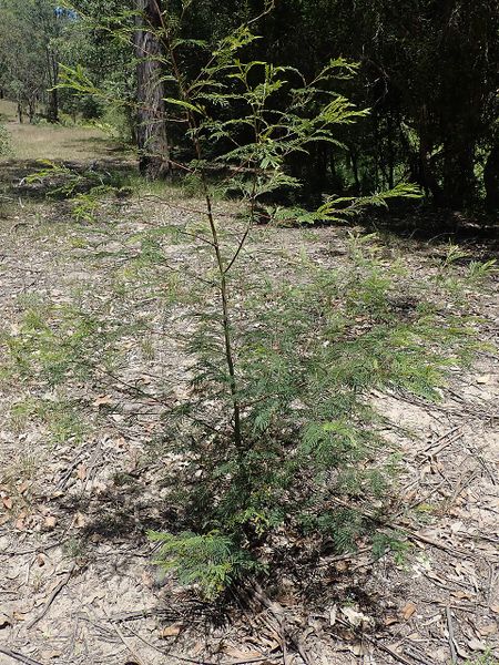 Archivo:Acacia irrorata 1.jpg