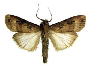 Agrotis ipsilonok1.jpg