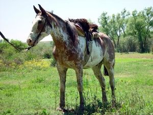 Caballo Criollo Argentino.jpg