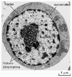 Celula1.jpg