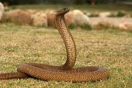 Cobra del cabo.jpg