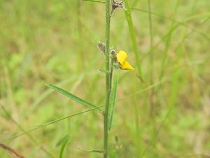Crotalaria montana 1.jpg