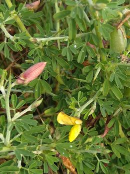 Crotalaria spinosa.jpg