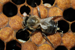 Enfermedades abejas.png
