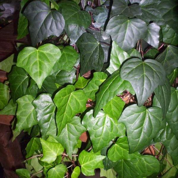Archivo:Hedera canariensis.jpg