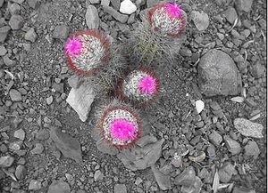 Melocactus evae.JPG
