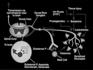 Nociceptor s.png