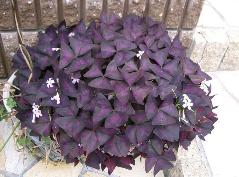 Archivo:Oxalis triangulariseste.jpg