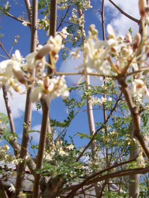 TILO PLANTA visual data 8