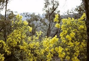 Acacia kettlewelliae.jpg