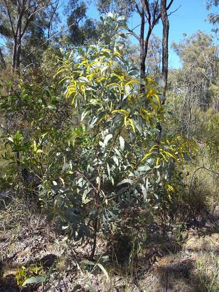 Archivo:Acacia longispicata 3.jpg