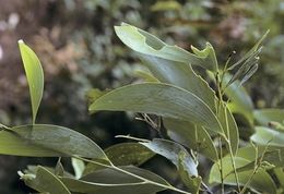 Acacia midgleyi.jpg