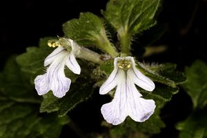 Ajuga lobata.jpg