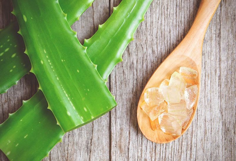 Archivo:Aloe-Vera.jpg