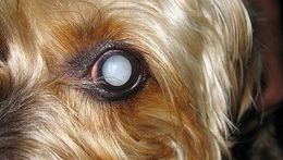 Anomalía del ojo del Collie o CEA .jpg