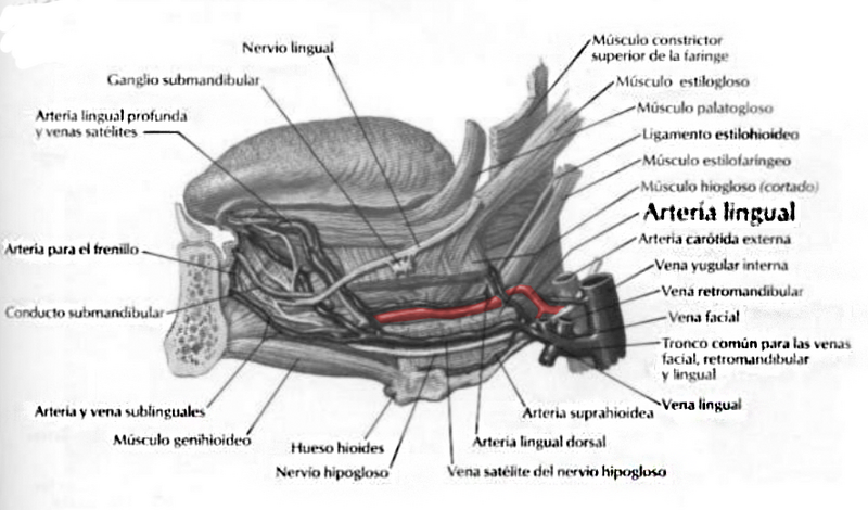 Archivo:Arteria lingual.png